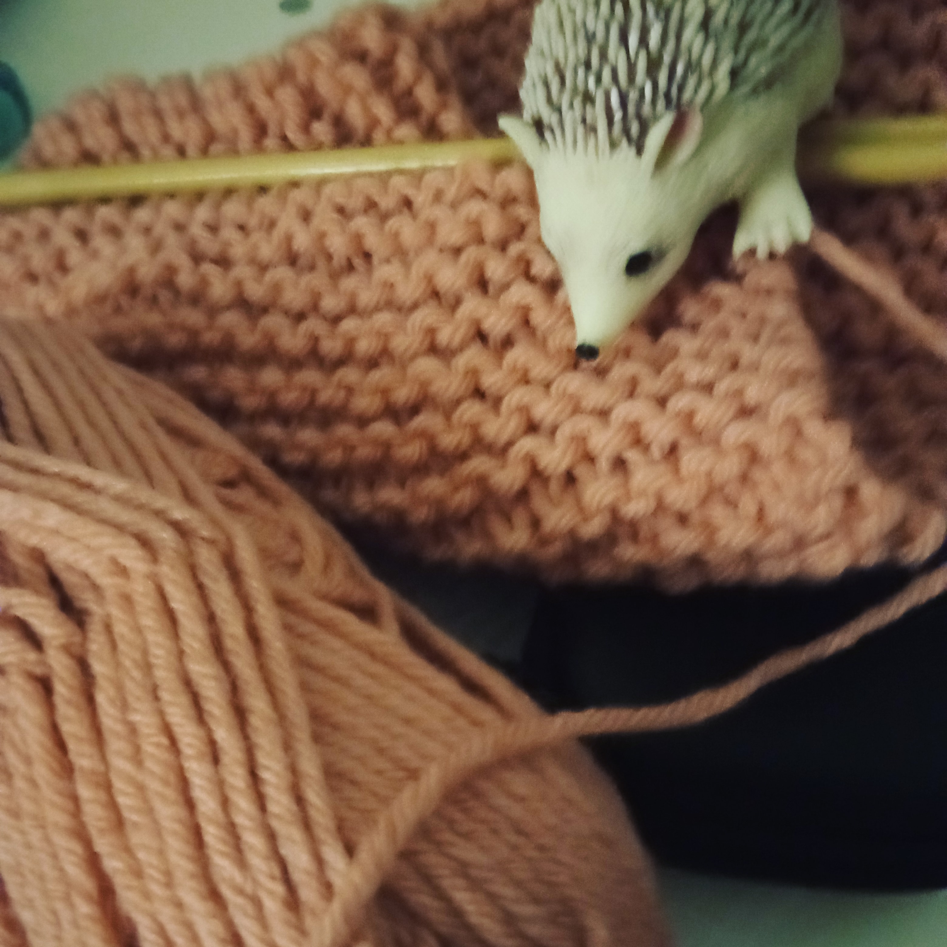 Foto de un tierno erizo tejedor